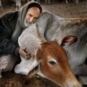 Vegan Threat to Bovine Welfare