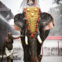 Elephant In The Mandir